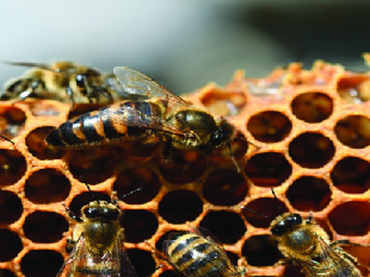 Raw Forest Honey
