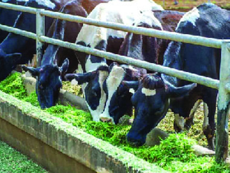 Pure Cow Ghee