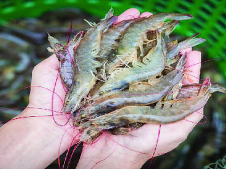 Fresh Fish & Prawns
