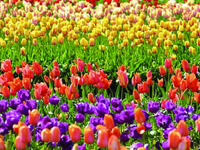 Organic Flowers & Horticulture