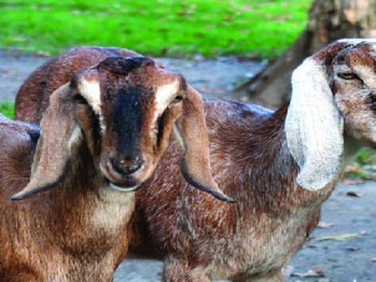Organic Goat Milk