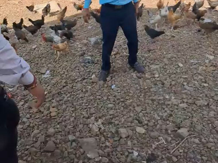 Farm-Raised Poultry