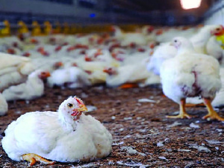 Free-Range Eggs